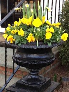 yellow flowers are in a black urn on the steps