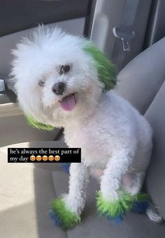 a small white dog sitting in the back seat of a car with green hair on it's head