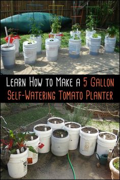 there are many buckets with plants in them and the words learn how to make a 5 gallon self watering tomato planter