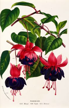 an illustration of fuchsias on a branch with leaves