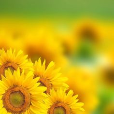 yellow sunflowers with blurry background in the foreground