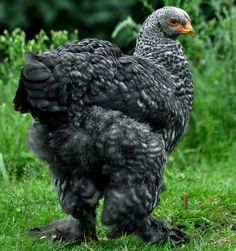 a close up of a chicken on the grass