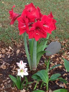 some red and white flowers are in the dirt near leaves, grass and mulch