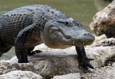 an alligator is standing on some rocks by the water