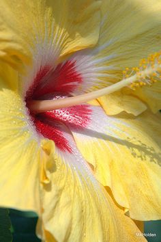 a yellow flower with red stamens in the center and green leaves around it