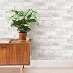 a potted plant sitting on top of a wooden cabinet next to a white brick wall