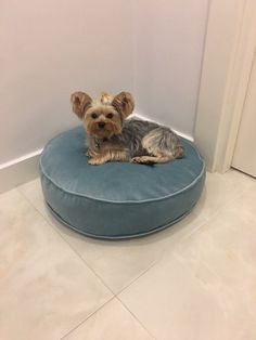 a small dog laying on top of a blue round bed in the corner of a room