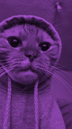 a cat wearing a hoodie and looking at the camera