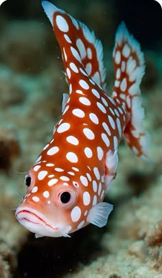 a close up of a fish on a coral with water in the background and white dots