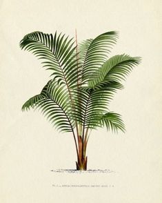 a drawing of a palm tree with green leaves