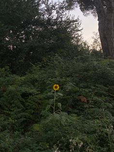 a sunflower in the middle of a forest with tall trees and bushes around it