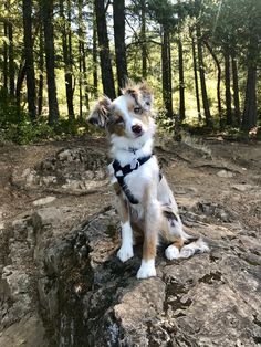 a dog sitting on top of a rock in the woods