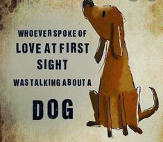 a brown dog sitting on top of a wooden floor next to a sign that says, whoever spoke of love at first sight was talking about a dog