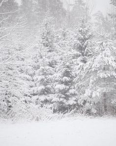 a snow covered forest with lots of trees