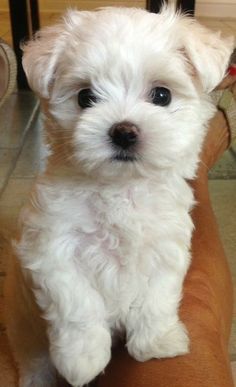 a small white dog sitting on top of a person's arm in a living room