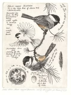 a bird sitting on top of a tree branch next to other birds and flowers in ink