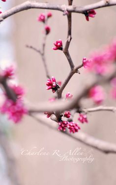 pink flowers are blooming on the branches of a tree