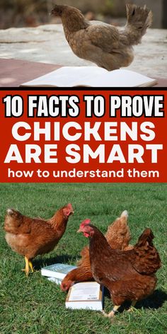 chickens are standing in the grass with text overlay that reads 10 fact to prove chickens are smart how to understand them