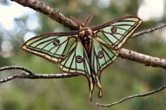 a large green butterfly sitting on top of a tree branch