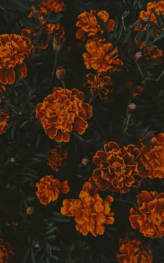 many orange flowers are growing in the dark