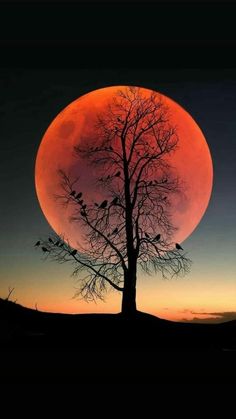 a tree with birds sitting on it in front of a large red moon at night