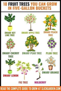 an image of fruit trees you can grow in five - gallon buckets