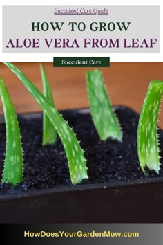 aloe, aloe vera, succulents, grow aloe, how to grow aloe, aloe cultivation, grow aloe vera, how to grow aloe vera, aloe vera cultivation Grow Aloe From Clipping, Propagate Aloe Vera, Aloe Plant Care, Aloe Vera Plant Indoor, Growing Aloe Vera, Aloe Vera Benefits, Household Plants, Plant Indoor, Plant Care Houseplant