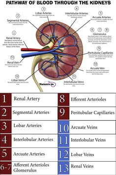 the anatomy of the kidney and blood vessels in this diagram, you can see what they are