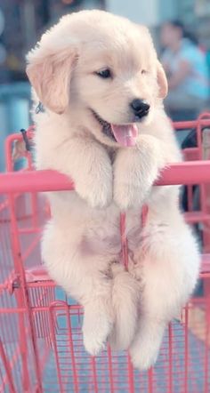 a white puppy sitting in a pink shopping cart