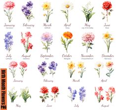 an image of flowers that are in different colors and sizes, with the names of each flower