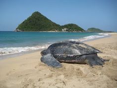 a large turtle laying on top of a sandy beach next to the ocean with an island in the background