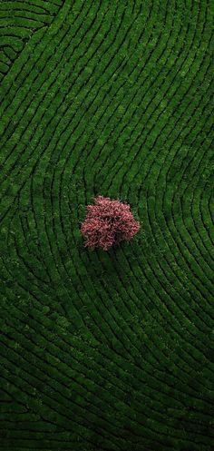 a lone tree in the middle of a mazed field with a pink flower on it