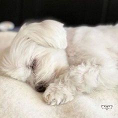 a small white dog laying on top of a bed