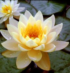 two yellow water lilies floating on top of green leaves