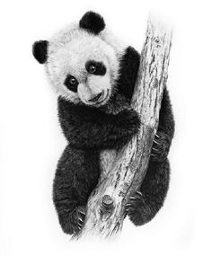 a black and white photo of a panda bear on a tree branch