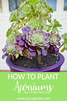 a potted plant with the words how to plant aeoniums and the best mix to use