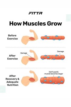 the diagram shows how muscles grow and how they are used to help reduce muscle growth