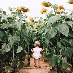 Photo Bb, Sunshine Girl, Dirty Hands, Sunflower Photo, Sunflower Pictures