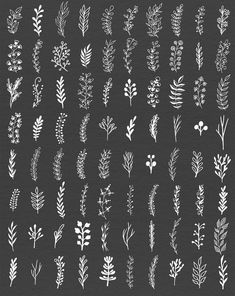 various plants and leaves drawn in white ink on black paper