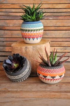 three potted plants sitting on top of a wooden table next to each other,