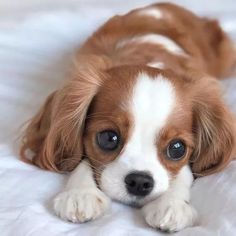 a brown and white dog laying on top of a bed