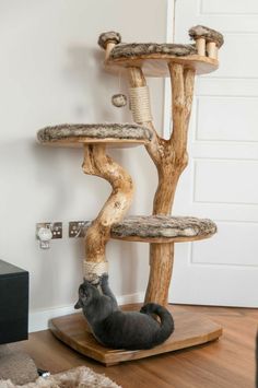 a cat is playing with the scratching tree