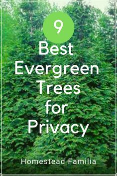 trees with the words best evergreen trees for privacy