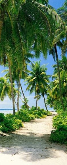 a sandy beach surrounded by palm trees and water