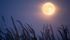 the full moon shines brightly in the sky above some tall grass and weeds at night