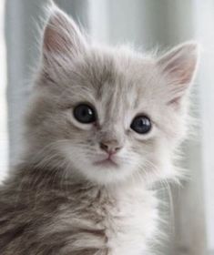 a small gray kitten sitting on top of a bed