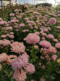 many pink flowers in a large greenhouse