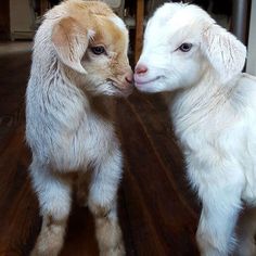 two baby goats standing next to each other on a wooden floor