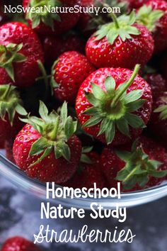 strawberries in a bowl with the words homeschool nature study strawberries