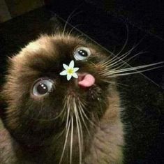 a siamese cat with a flower on its nose looking up at the camera while it's tongue is sticking out